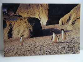 Postkarte Pinguine Neuseeland, Post Art Nr. 99 12 cm x 18 cm