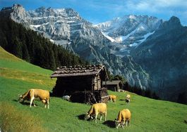 ADELBODEN Hirzbodeport, Kühe, Ziege