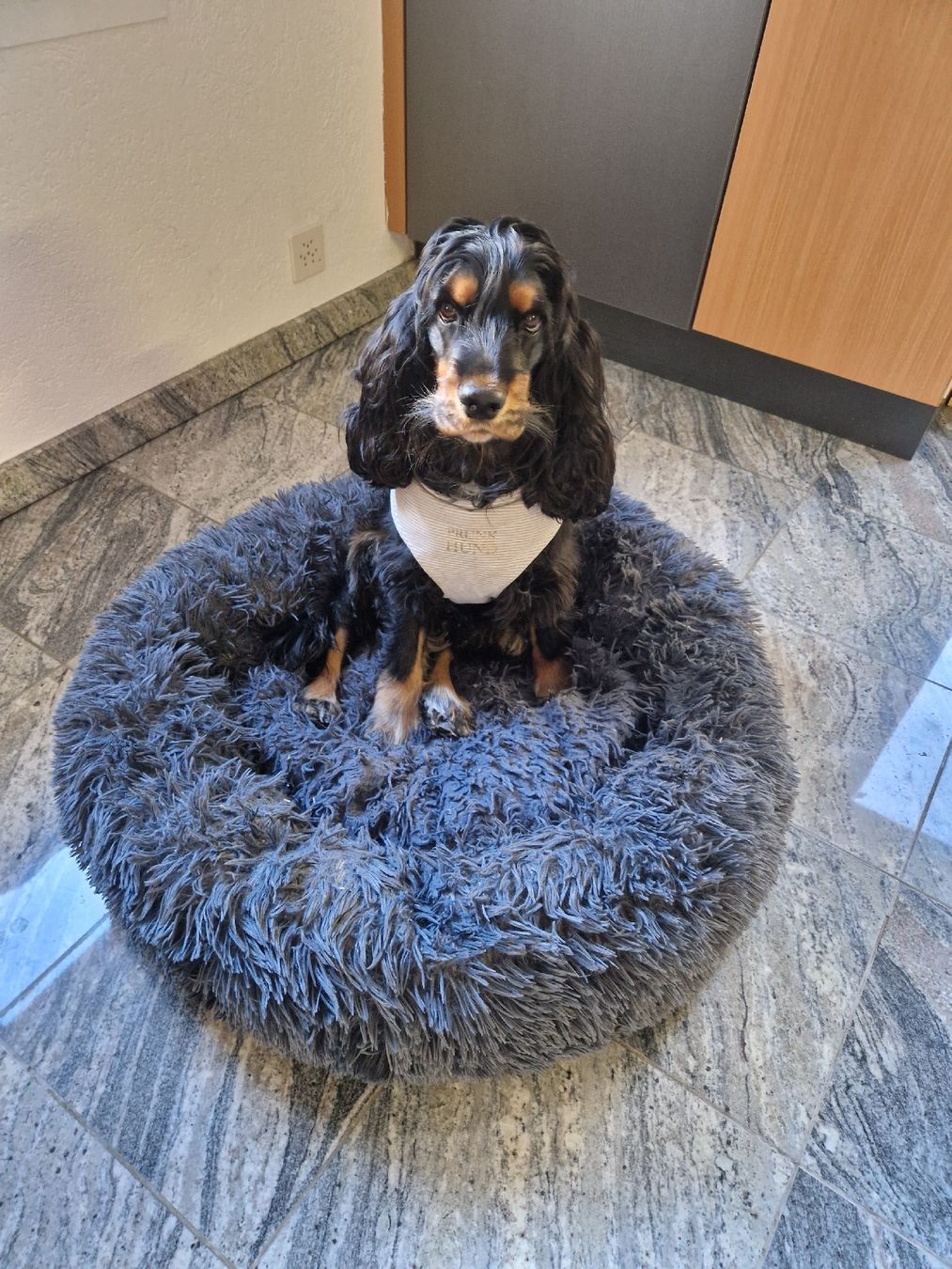 Liege- & Schlafplätze: Lit pour chien rond – Gebraucht aus Fribourg von DavidCabrita 2