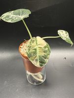 Alocasia Black Velvet Pink Variegata 