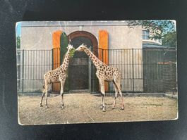 AK BS Basel, Zoologischer Garten, Giraffen
