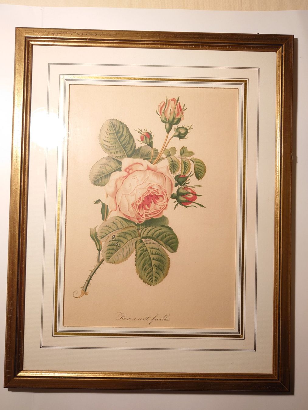 Dipinti: Antikes Bild "Rose à cent feuilles" Pierre-Joseph Redouté – Usato da Zürich venduto da Rst7 4