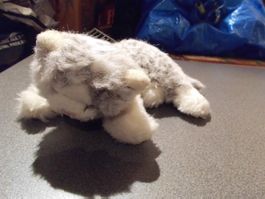 Katze grau/weiss, liegend