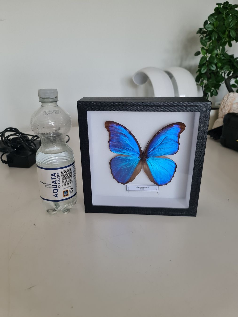 Tutte le decorazioni: Framed Morpho Butterfly Display 🦋 – Nuovo (secondo la descrizione) da Zürich venduto da MartiniusX 5