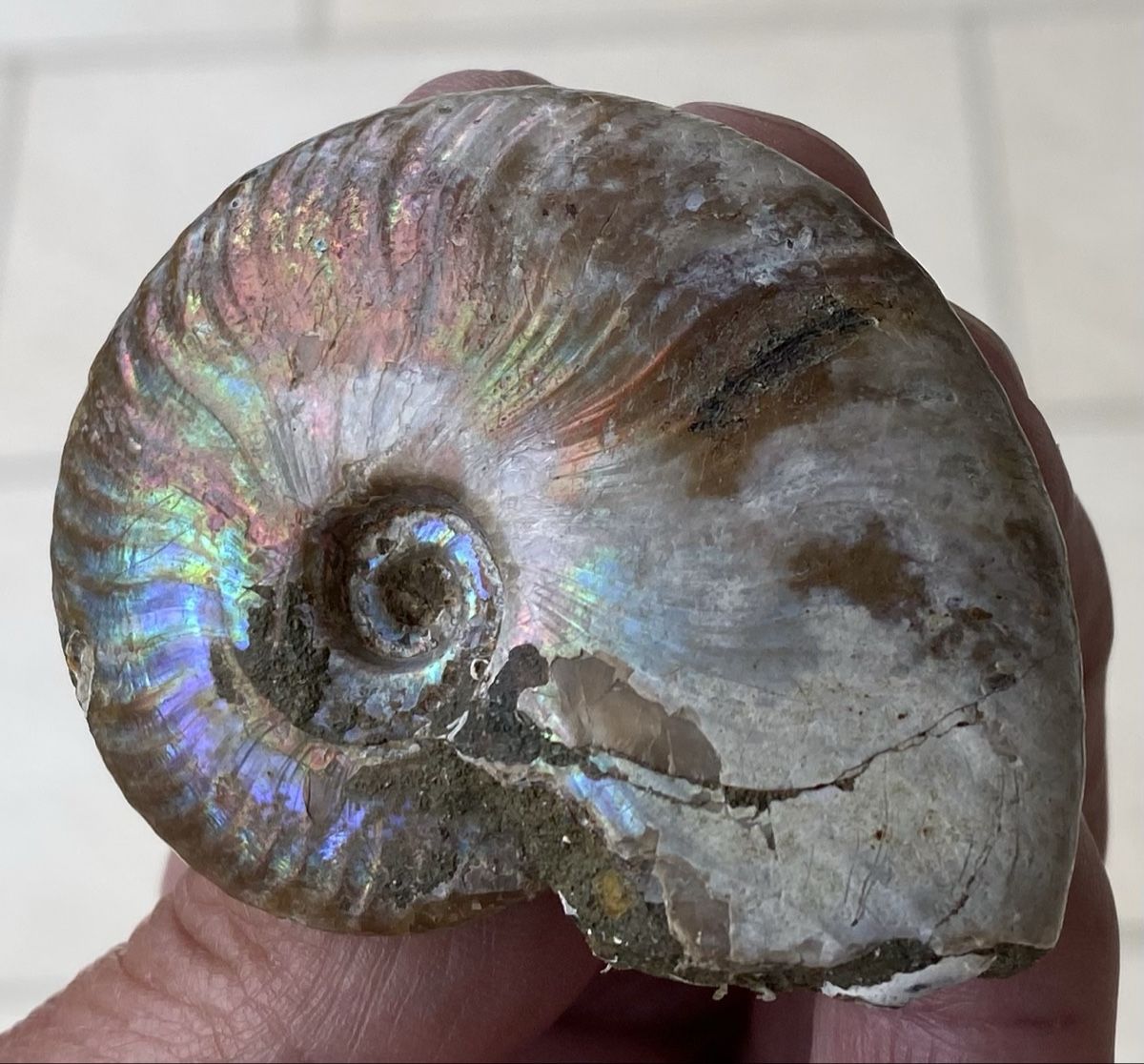 Fossili: Top sehr schöner Ammonit  – Usato da Selzach venduto da 321compac 1