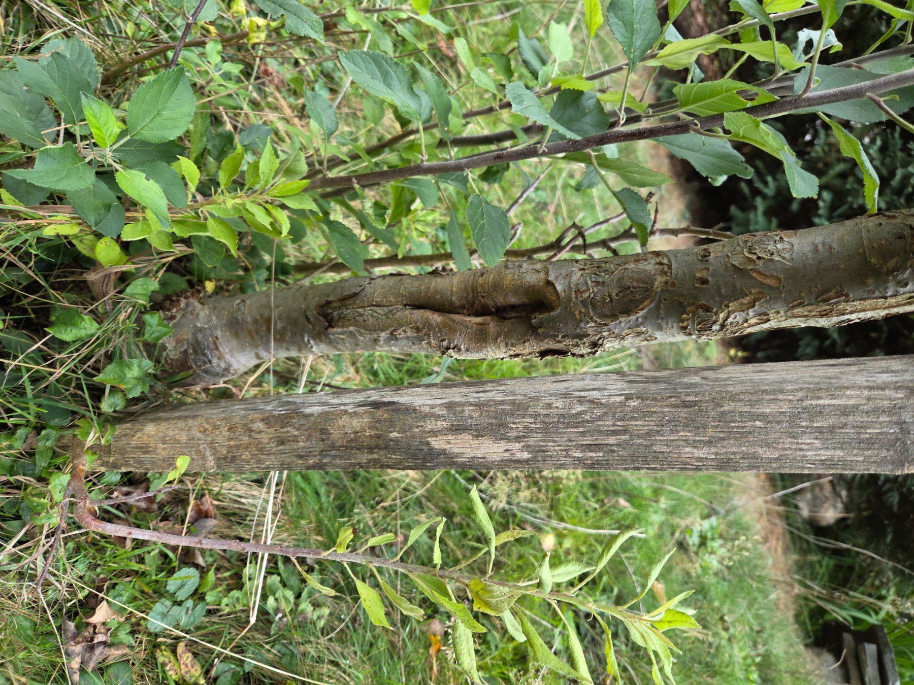 Pflanzen & Samen: Apfelbaum – Gebraucht aus Staufen von Nikita0210 2