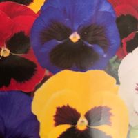 Stiefmütterchen, Viola, Pensee (Viola wittrockiana) 10 Samen