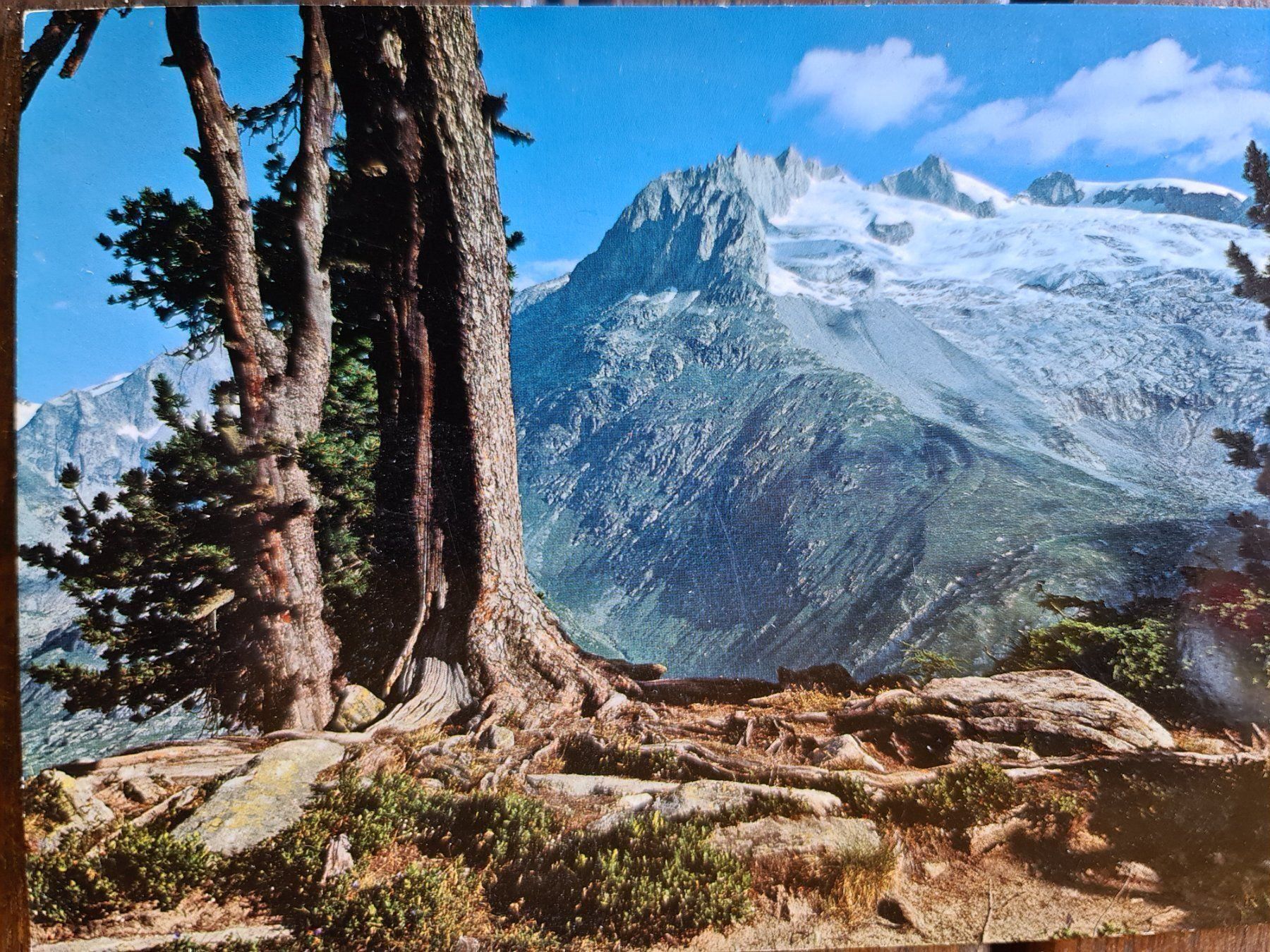 Cartoline postali: Ansichtskarte Aletsch Wald – Usato da Dintikon venduto da Vexi