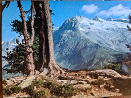 Ansichtskarte Aletsch Wald