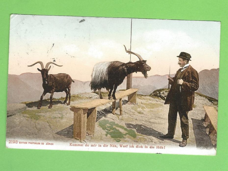 Cartoline postali: Antike Ansichtskarte Ziegen 1907 – Usato da Zürich venduto da t24_de