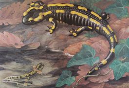 Schulwandbild "Feuersalamander" M. Seitz