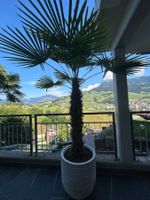 XL Palme inkl Topf (Palme nr 2)