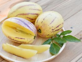 Poire Melon Pepino ( 10x boutures racinées )