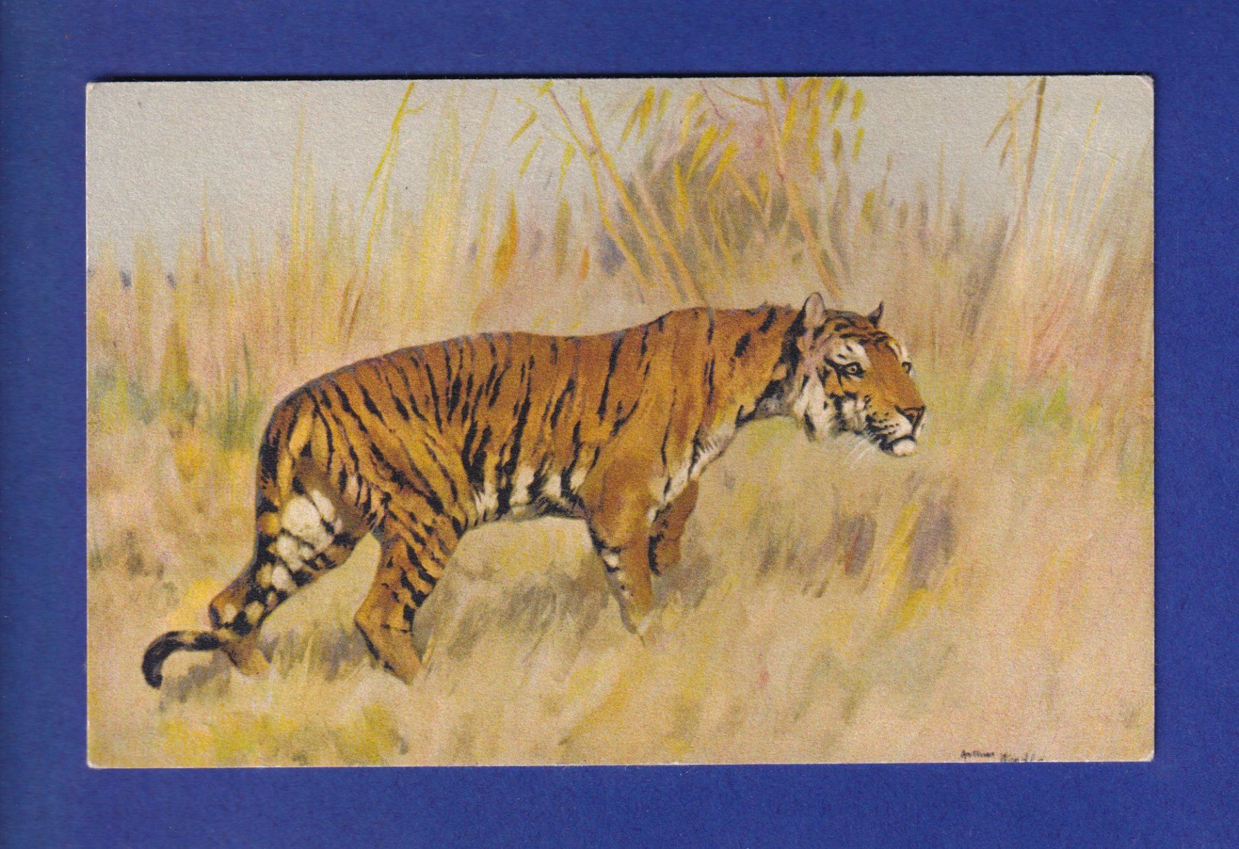 Cartoline postali: TIGRE // voir dos // – Usato da Pully venduto da nicecards-shop