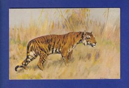 TIGRE // voir dos //