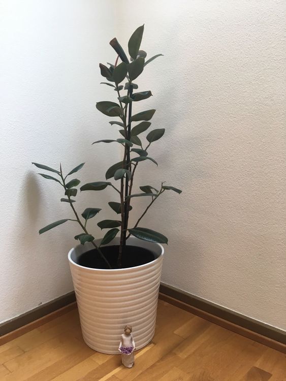 Gummibaum Zimmer Pflanze Gross im Topf Kaufen auf Ricardo