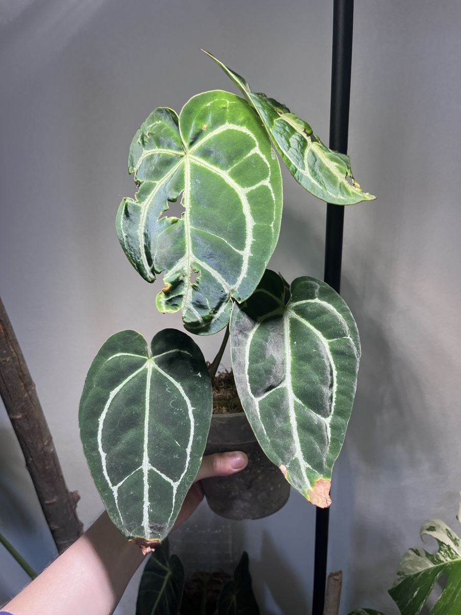 Piante & sementi: Anthurium Crystallinum – Usato da Lugano venduto da The_Botanists