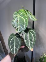 Anthurium Crystallinum