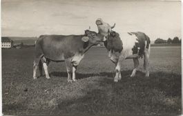 LANDWIRSCHAFT/KUH 1920 ZH/AG?