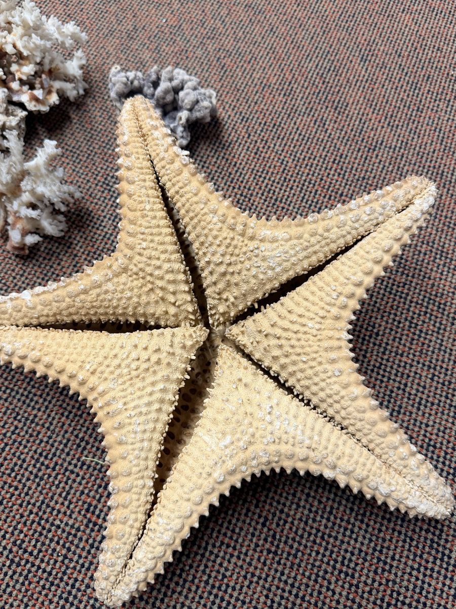 Alle Dekorationen: Muscheln Aquarium Dekoration – Gebraucht aus Zürich von d-ron 1