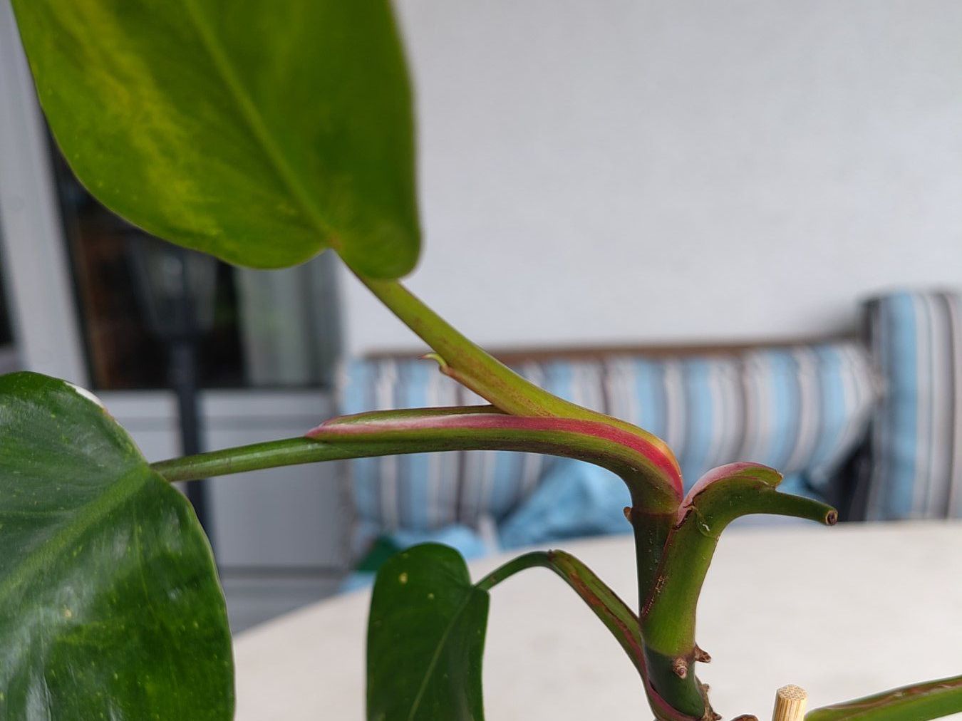 Pflanzen & Samen: Philodendron erubescens – Gebraucht aus Hinterkappelen von ale_jw55 2