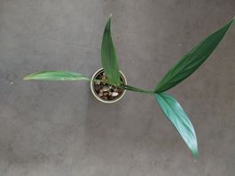 Epipremnum amplissimum - elegante Efeutute