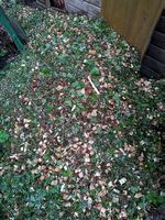 Mulch Material (Häcksel)