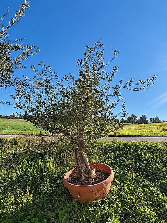 Piante & sementi: Olivenbaum in Tontopfoptik "Winterhart" – Nuovo e nell'imballaggio originale da Zuckenriet venduto da Thur_Plant 1