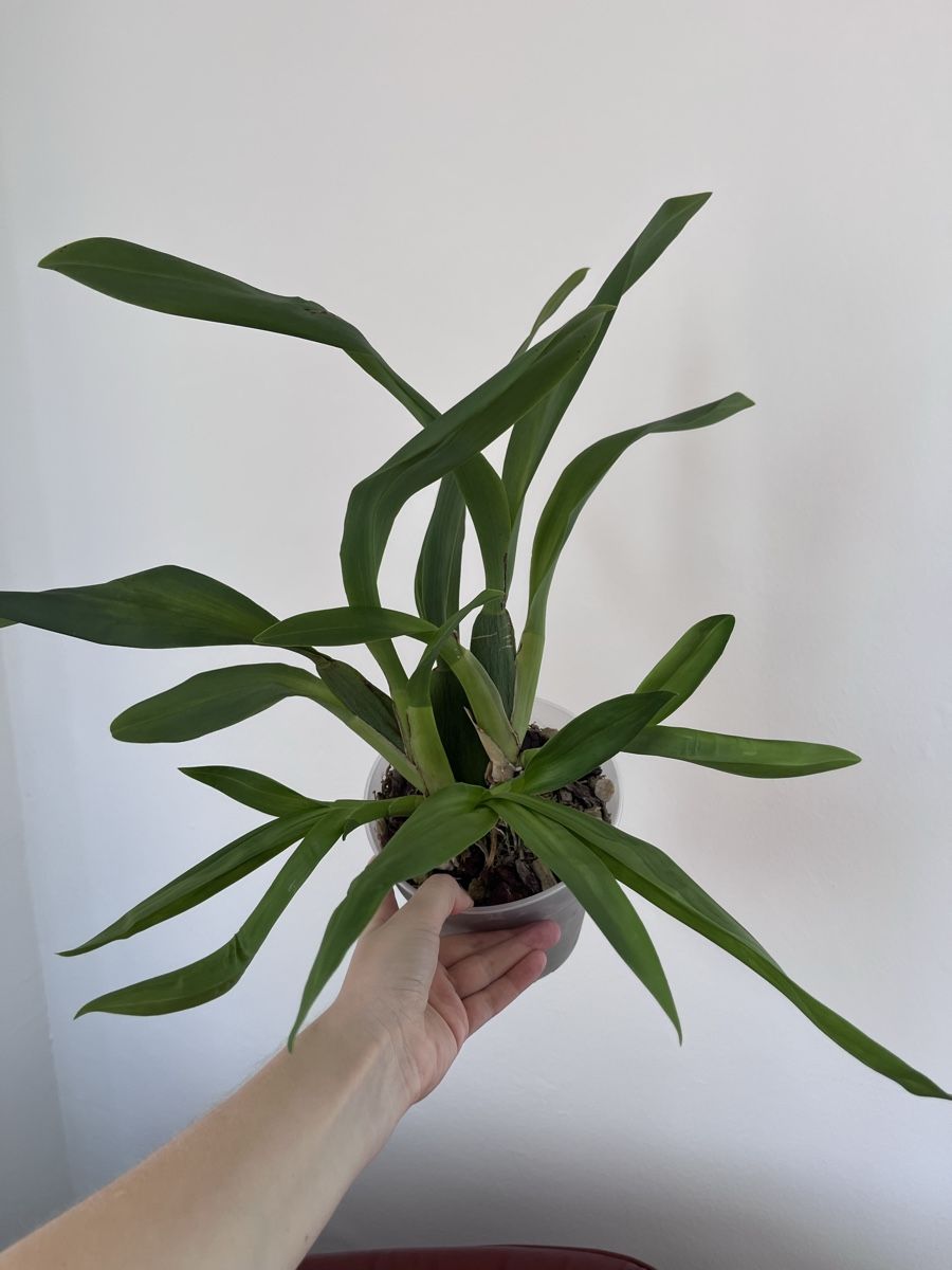 Piante & sementi: Brassia Hybrid - Orchid – Usato da Lugano venduto da The_Botanists 2