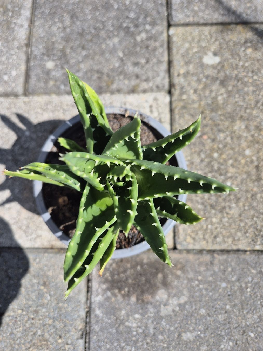 Pflanzen & Samen: Aloe – Gebraucht aus Hettlingen von Mroos1 1