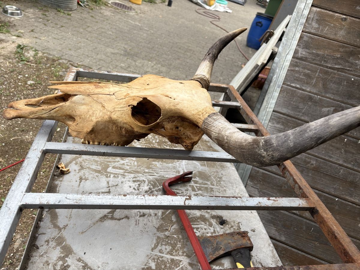Monde des animaux: Schädel eines Yaks – D'occasion à Busswil b.Melchnau par lemmyfreakluc 1