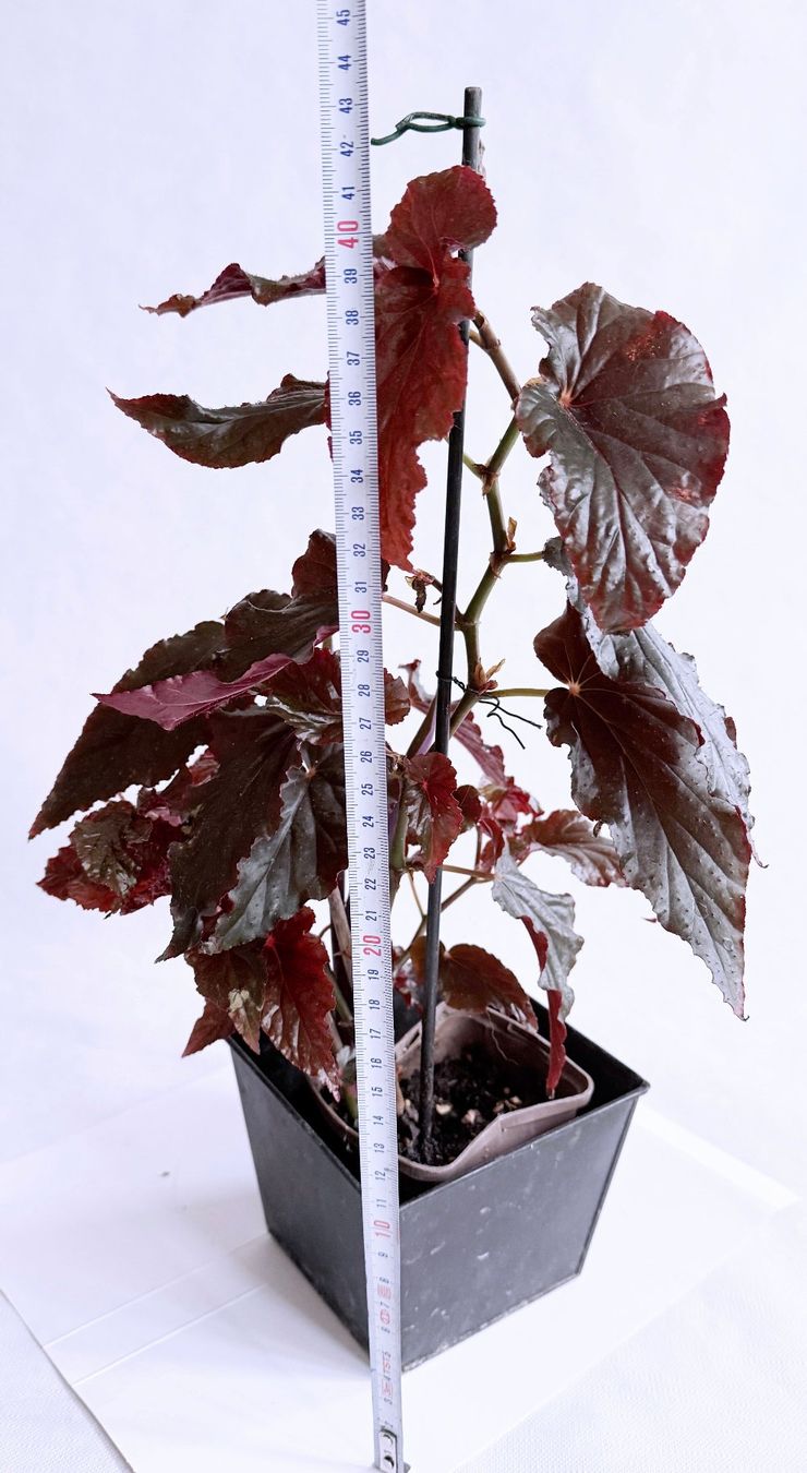 Piante & sementi: Begonia Black Magic***** – Nuovo (secondo la descrizione) da Dübendorf venduto da Orchid18 4