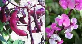 POIS INDIEN VIOLET (Dolique d'Egypte)