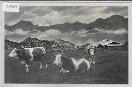 Auf der Alp - Kühe vaches
