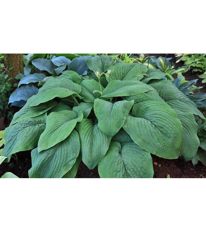 Plantes & graines: HOSTA T-REX XXL  (Hosta géant) – Neuf (Voir description) à Bremblens par FIBONACCI369