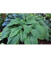 HOSTA T-REX XXL  (Hosta géant)
