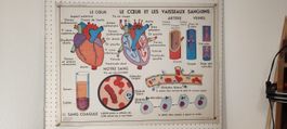 Wunderschönes Medizin Wandbild Französisch Nr5 Doppelseitig