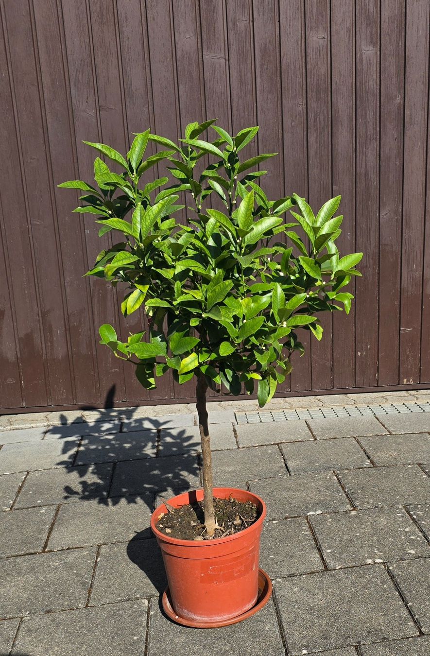 Pflanzen & Samen: Kumquat mit Fruchtblüten – Gebraucht aus Aarburg von popkorn65 1