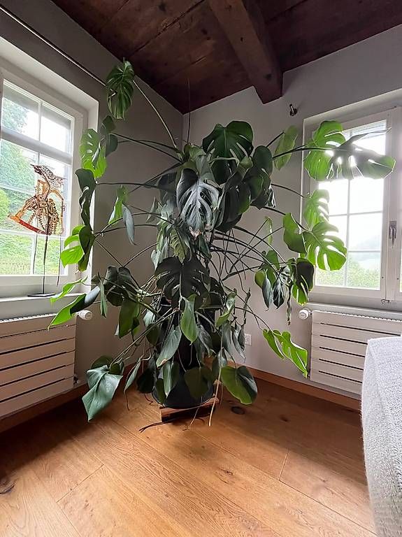 Grosse Monstera mit Topf (Gebraucht) in Zrich fr CHF 200  nur Abholung  auf Ricardo kaufen