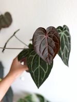 Anthurium Carla 5x10 X open (by Osman)