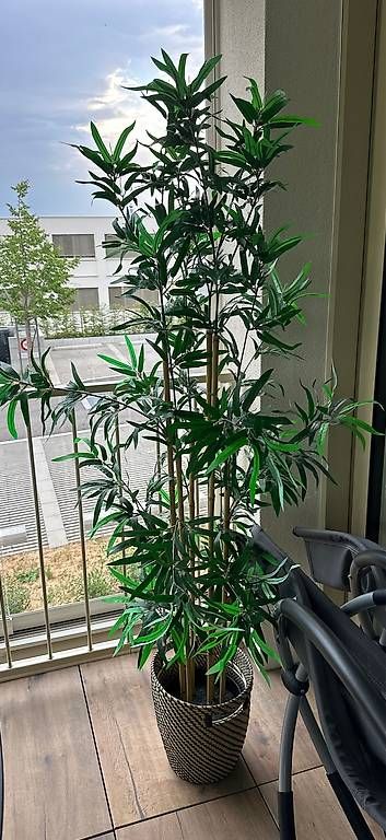 Plantes & graines: Künstliche Pflanzen – D'occasion à Liestal par mic_hnd8