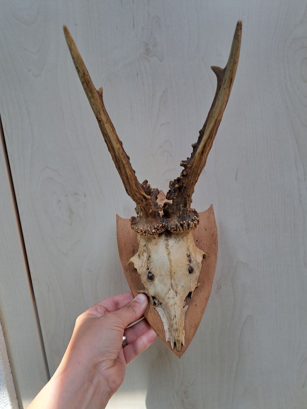 Altre raccolte & rarità: Rehbock Trophäe – Usato da Obergoldbach venduto da chr_cbp5