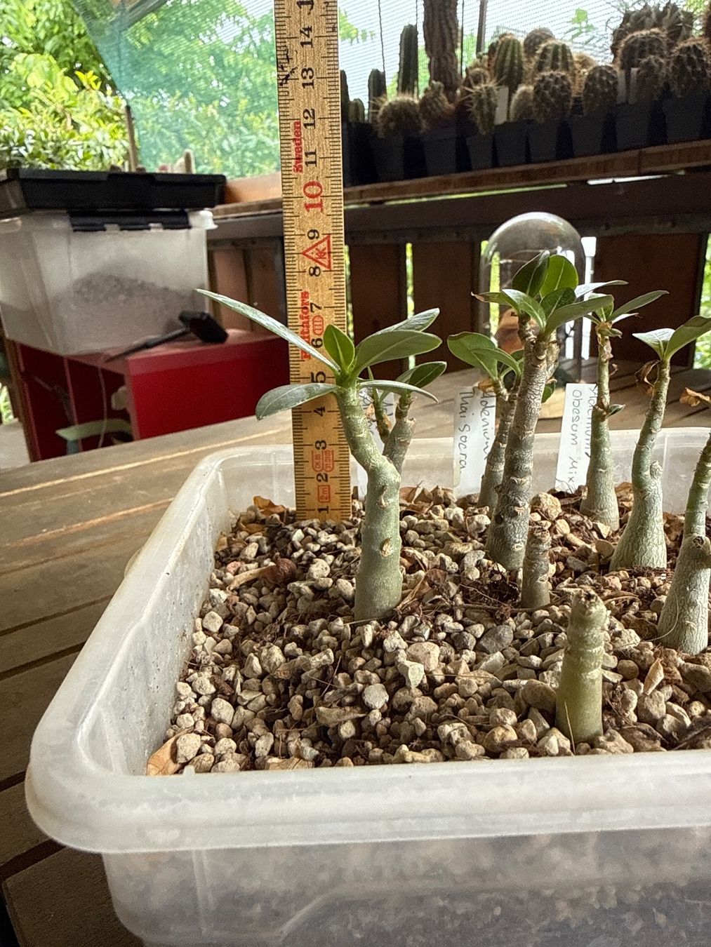 Piante & sementi: Adenium Obesum Arabicum – Usato da Rorbas venduto da SimS0n 3