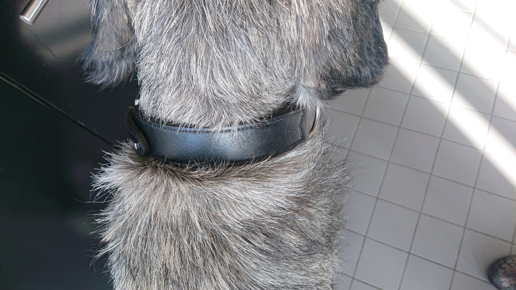 Leine & Halsband: Gut erhaltenes HUNTER Leder-Halsband – Gebraucht aus Huttwil von jusch2 3