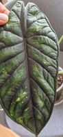 🤩Alocasia Dragon Scale Mint Variegata Rhizom