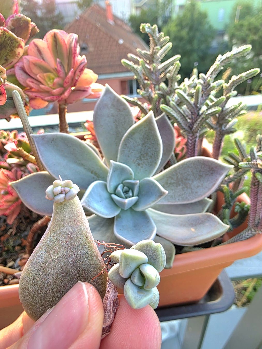 Piante & sementi: Graptopetalum paraguayense Steckling – Nuovo (secondo la descrizione) da Zürich venduto da The_Plant_Wizard 1