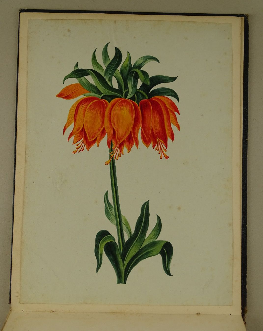 Libri: ALBUM MIT EINGEKLEBTEN BLUMENLITHOGRAPHIEN, BIEDERMEIER – Usato da Grüningen venduto da Kartensammler