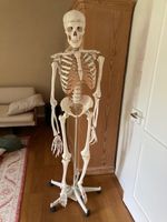 Lebensgrosses Anatomie-Modell – Voll intakt