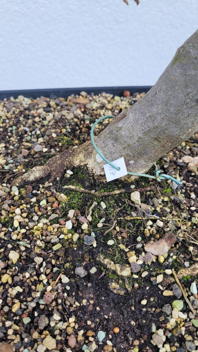 Piante & sementi: Hainbuche (Pre) Bonsai – Nuovo (secondo la descrizione) da Fehraltorf venduto da 100_Konzert 8