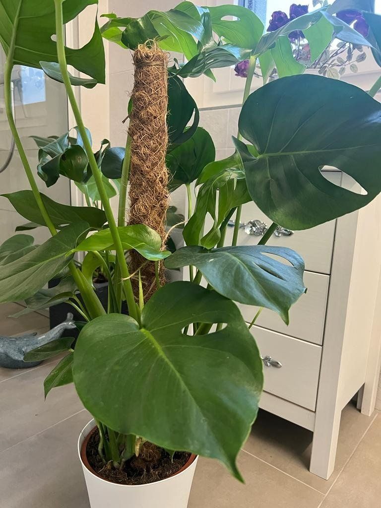 Pflanzen & Samen: Zimmerpflanze Monstera deliciosa 80 cm – Gebraucht aus Luzern von Brokiland